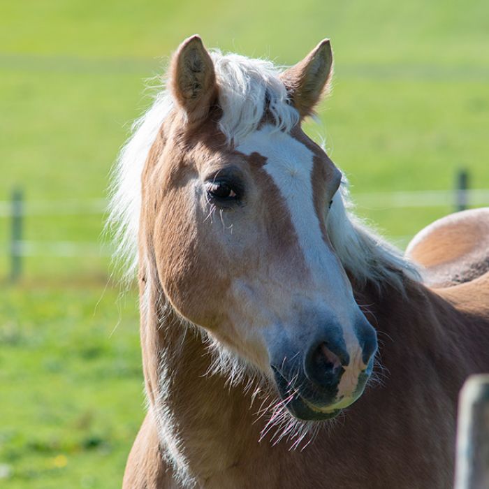Pferd auf der Weide